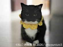 ねこ休み展 秋 2026(名古屋)
