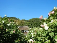 【花・見ごろ】大鐘家の酔芙蓉 2026