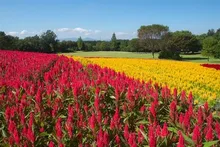 国営武蔵丘陵森林公園 羽毛ゲイトウ 2026