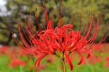 郷土の森 曼珠沙華まつり 2026
