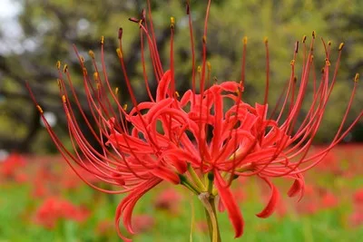 郷土の森 曼珠沙華まつり 2026