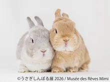 うさぎしんぼる展 2026 in 名古屋
