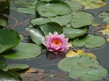 【花・見ごろ】栗林公園のスイレン 2026