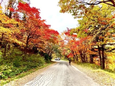 【紅葉・見ごろ】大雪山国立公園 2026