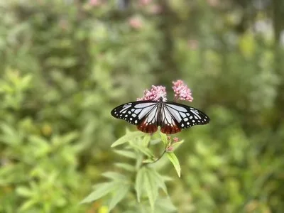 くじゅう花公園 アサギマダラの飛来 2026