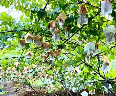 紀南観光ブドウ園 ぶどう狩り 2026