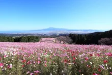 【花・見ごろ】白木峰高原 コスモス 2026