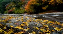 【紅葉・見ごろ】鮎帰りの滝 2026