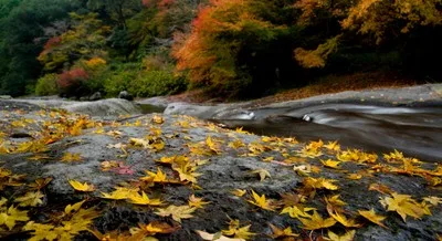 【紅葉・見ごろ】鮎帰りの滝 2026