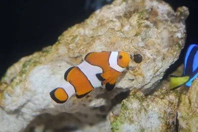 水族館の魚がハロウィーンパーティー!? 2026