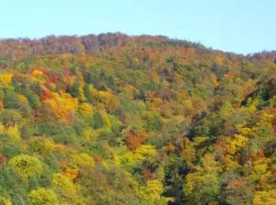 【紅葉・見ごろ】ウルベシ橋 2026