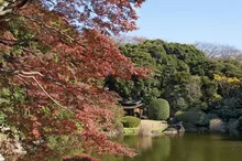 東京国立博物館の紅葉 2026