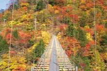 【紅葉・見ごろ】畑薙大吊橋 2026