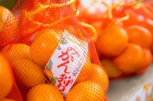 湯河原温泉　みかん狩り 2026