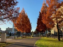 アクト通りの紅葉 2026