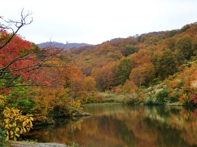 【紅葉・見ごろ】大厳寺高原 2026