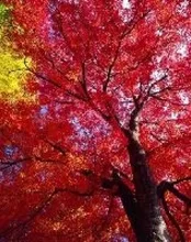 【紅葉・見ごろ】アルプス公園 2026