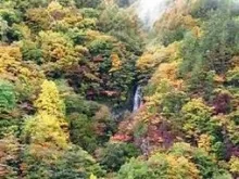 【紅葉・見ごろ】天狗の滝 2026