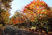 円山公園の紅葉 2026