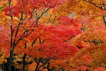 笹流ダムの紅葉 2026
