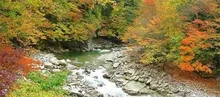 赤沢自然休養林の紅葉 2026