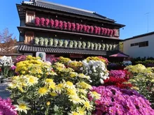 笠間の菊まつり 2026
