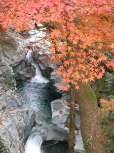 【紅葉・見ごろ】土釜 2026