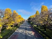 【紅葉・見ごろ】大学通り 2026