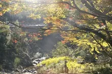 【紅葉・見ごろ】柏原渓谷 2026
