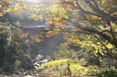 柏原渓谷 紅葉見ごろ