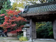 【紅葉・見ごろ】楠妣庵観音寺 2026