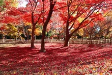 神代植物公園の紅葉 2026