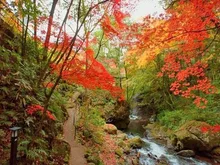 【紅葉・見ごろ】万葉公園 2026