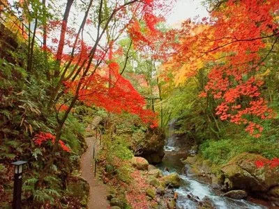 【紅葉・見ごろ】万葉公園 2026