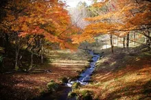 【紅葉・見ごろ】陣峰市民の森 2026