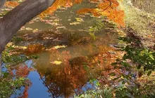 【紅葉・見ごろ】御殿山庭園 2026