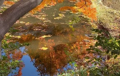 【紅葉・見ごろ】御殿山庭園 2026
