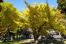 伊達市有珠善光寺の紅葉 2026