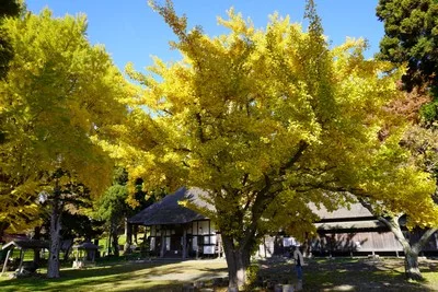 伊達市有珠善光寺の紅葉 2026