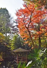 【紅葉・見ごろ】実篤公園 2026