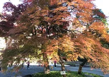 【紅葉・見ごろ】戸越公園 2026