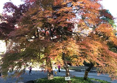 【紅葉・見ごろ】戸越公園 2026