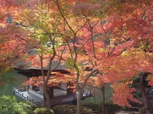 【紅葉・見ごろ】紅葉渓庭園 2026