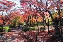 【紅葉・見ごろ】池田山公園 2026