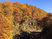 賀老高原ブナ原生林の紅葉 2026