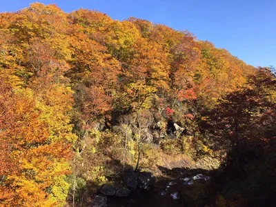 賀老高原ブナ原生林の紅葉 2026