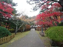 函館公園の紅葉 2026
