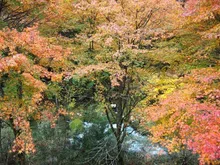 那倉川渓谷の紅葉 2026