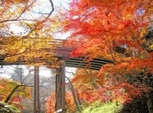 【紅葉・見ごろ】高遠城址公園 2026
