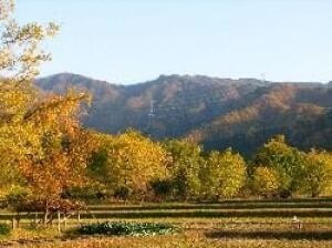 黄金の里 紅葉